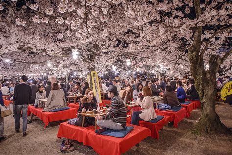 La Festa del Fiore di Sakura celebra la musica K-pop e l'affascinante Q-rion!